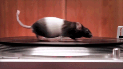 DJ szczur